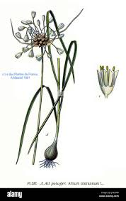 Attēlu rezultāti vaicājumam “Allium oleraceum”