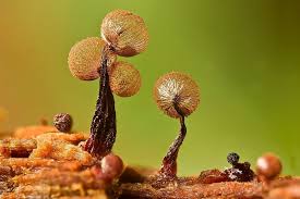 Attēlu rezultāti vaicājumam “Cribraria tenella”