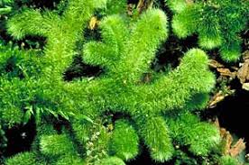 Attēlu rezultāti vaicājumam “Jungermanniopsida”