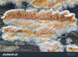 Attēlu rezultāti vaicājumam “Leucogyrophana mollusca”