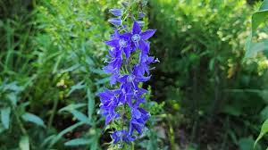 Image result for Campanula americana