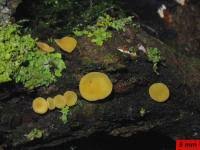 Attēlu rezultāti vaicājumam “Hymenoscyphus calyculus”