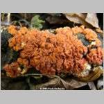 Attēlu rezultāti vaicājumam “Peniophora rufa”