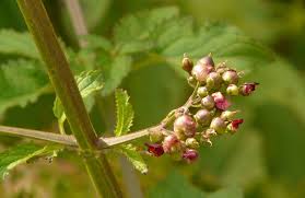 Attēlu rezultāti vaicājumam “Scrophularia umbrosa flower”