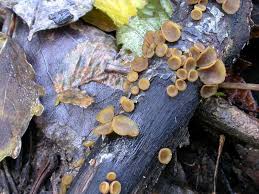 Attēlu rezultāti vaicājumam “Rutstroemia firma”