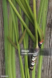 Attēlu rezultāti vaicājumam “Acorus calamus leaf”