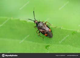 Attēlu rezultāti vaicājumam “Deraeocoris ruber”