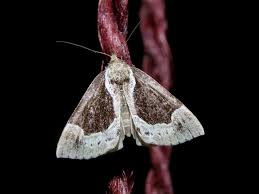 Attēlu rezultāti vaicājumam “Hypena crassalis”