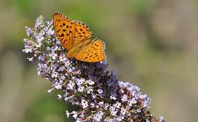 Attēlu rezultāti vaicājumam “Argynnis adippe”