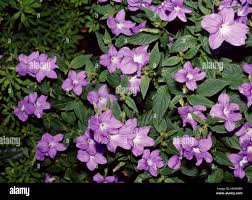 Image result for Browallia speciosa