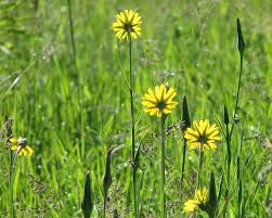Attēlu rezultāti vaicājumam “Tragopogon heterospermus bud”