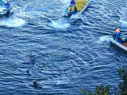 Image result for japan dolphin slaughter
