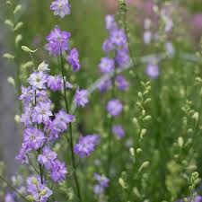 Image result for Delphinium consolida