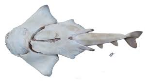 Image result for Squatina squatina