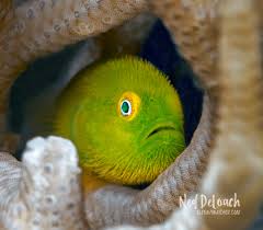 Attēlu rezultāti vaicājumam “Pogonatum dentatum macro”