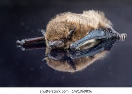 Attēlu rezultāti vaicājumam “Pipistrellus pygmaeus”