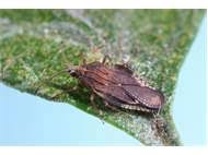 Attēlu rezultāti vaicājumam “Physatocheila smreczynskii”