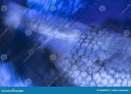 Attēlu rezultāti vaicājumam “Platygyrium repens”