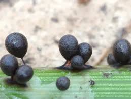 Attēlu rezultāti vaicājumam “Lamproderma gulielmae macro”