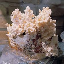 Attēlu rezultāti vaicājumam “Hericium coralloides”