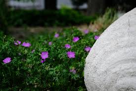 Attēlu rezultāti vaicājumam “Geranium sanguineum leaf”