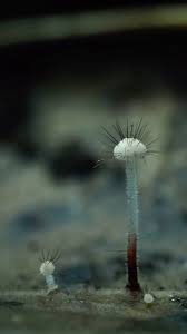 Attēlu rezultāti vaicājumam “Metatrichia vesparia spores”