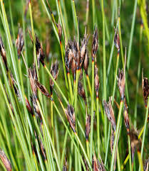 Attēlu rezultāti vaicājumam “Schoenus ferrugineus bud”