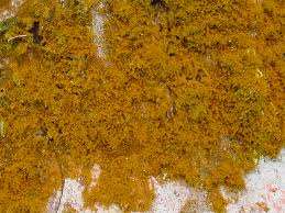 Attēlu rezultāti vaicājumam “Trentepohlia sp.”