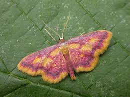 Attēlu rezultāti vaicājumam “Idaea muricata”