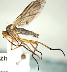 Attēlu rezultāti vaicājumam “Empididae”