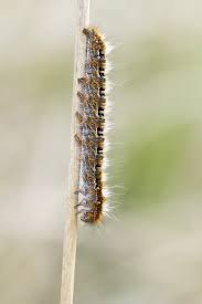 Attēlu rezultāti vaicājumam “Lasiocampa quercus larva”