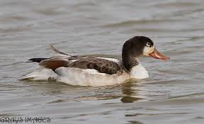 Attēlu rezultāti vaicājumam “Tadorna tadorna juvenile”