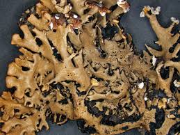 Attēlu rezultāti vaicājumam “Hypogymnia vittata”