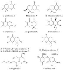 Attēlu rezultāti vaicājumam “Stemonitopsis hyperopta var. landewaldii macro”