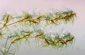 Attēlu rezultāti vaicājumam “Najadaceae”