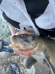 Image result for Cycleptus elongatus