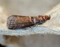 Attēlu rezultāti vaicājumam “Acrobasis advenella”