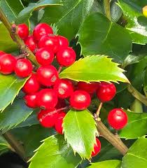 Attēlu rezultāti vaicājumam “Ilex x meserveae”