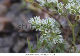 Attēlu rezultāti vaicājumam “Scleranthus perennis bud”