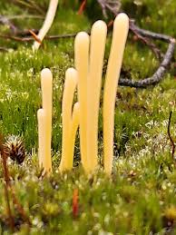 Attēlu rezultāti vaicājumam “Clavaria argillacea”