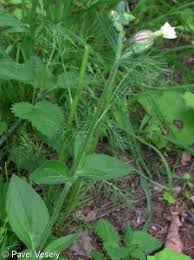 Attēlu rezultāti vaicājumam “Silene latifolia subsp. alba”