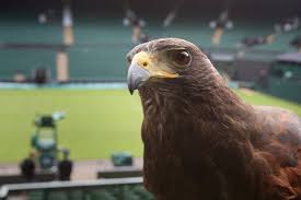 Image result for Wimbledon Hawks