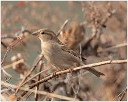 Attēlu rezultāti vaicājumam “Passer domesticus juvenile”
