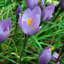 Attēlu rezultāti vaicājumam “Colchicaceae”
