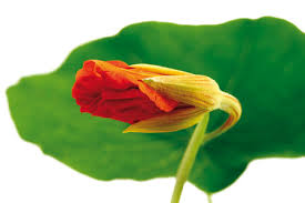 Attēlu rezultāti vaicājumam “Tropaeolum majus bud”