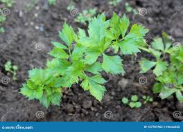 Attēlu rezultāti vaicājumam “Levisticum officinale leaf”