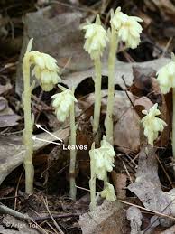 Attēlu rezultāti vaicājumam “Monotropa hypopitys”
