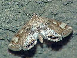 Attēlu rezultāti vaicājumam “Cataclysta lemnata”