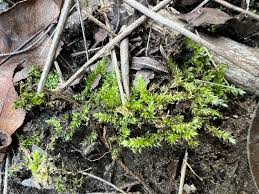 Attēlu rezultāti vaicājumam “Amblystegium serpens macro”