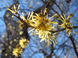 Attēlu rezultāti vaicājumam “Hamamelis virginiana flower”